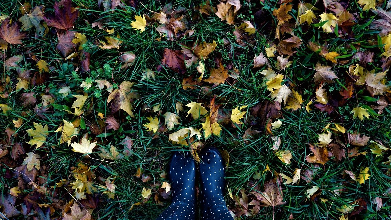 fall, nature, leaves